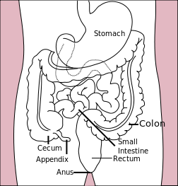 252px-Stomach_colon_rectum_diagram.svg